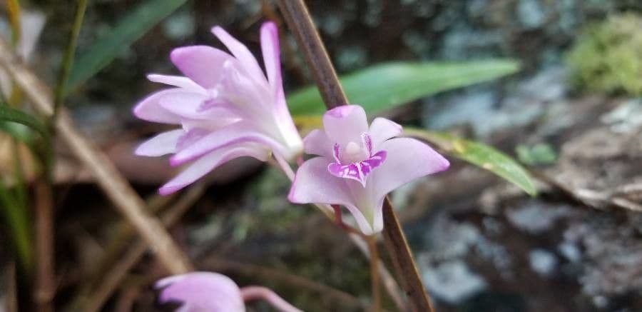 Dendrobium 5