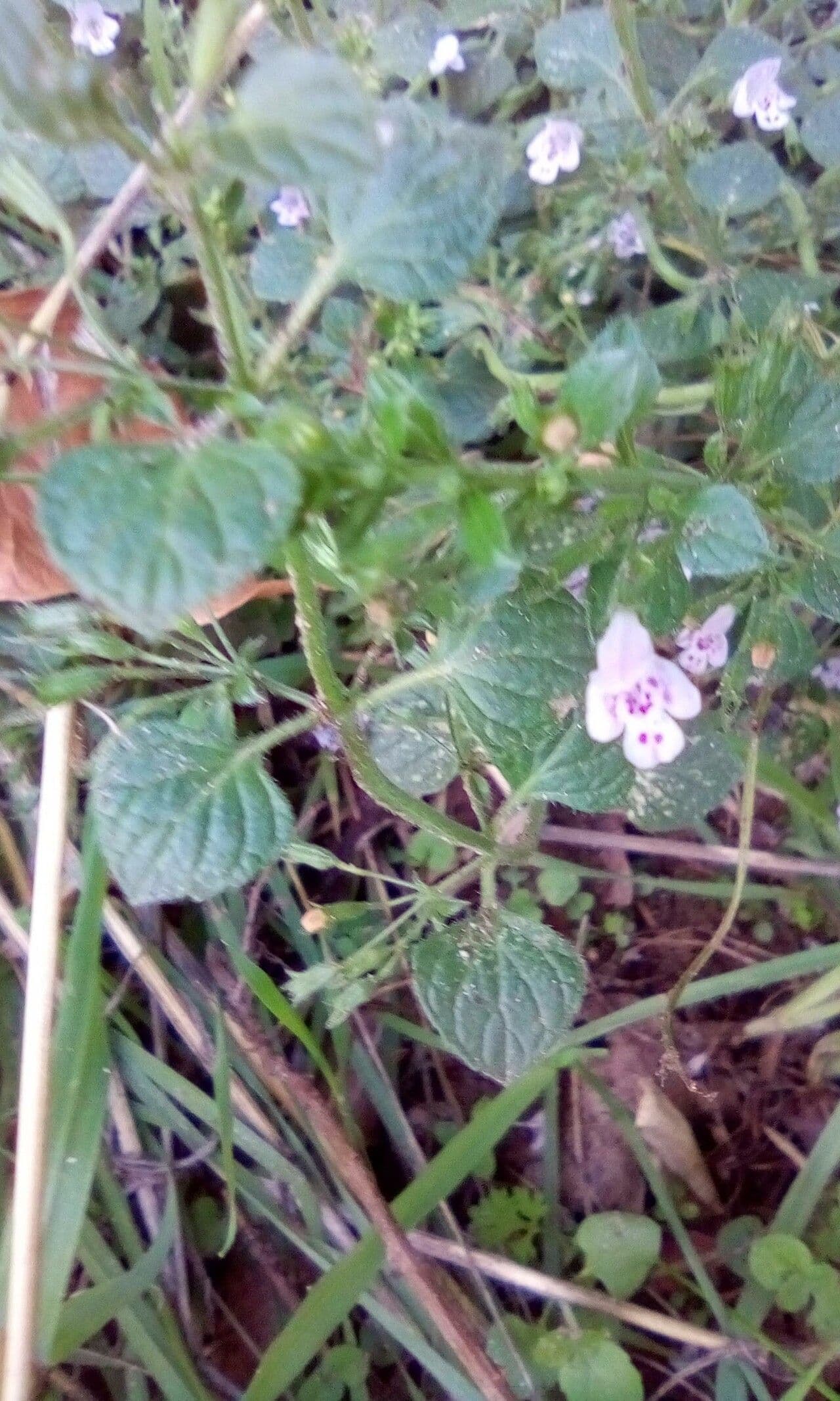 Nepitella 29