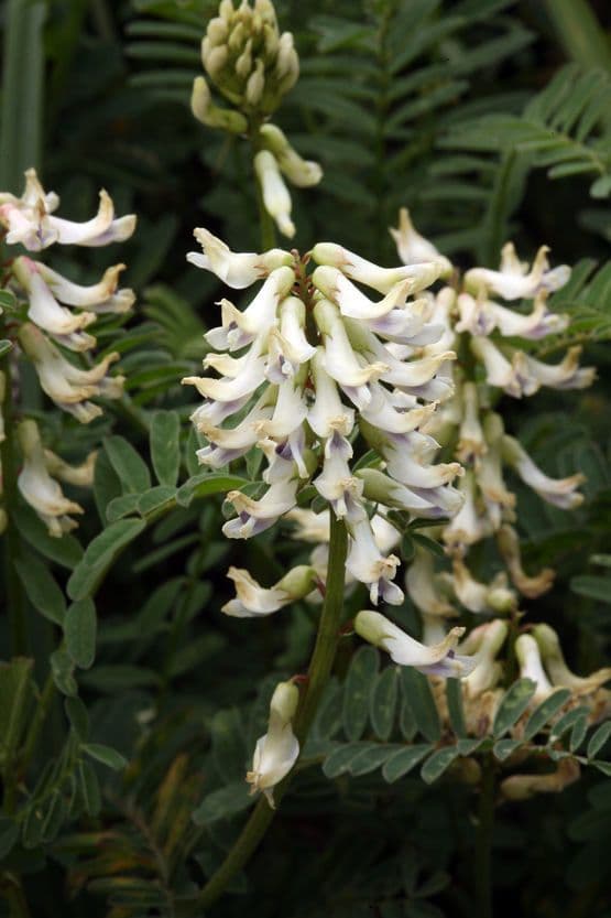 Astragalo 7