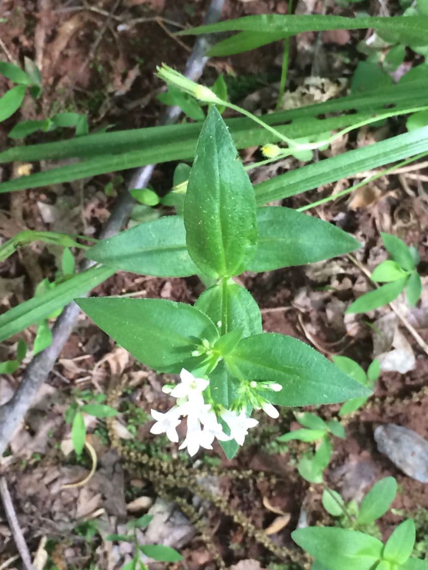 Houstonia purpurea 15