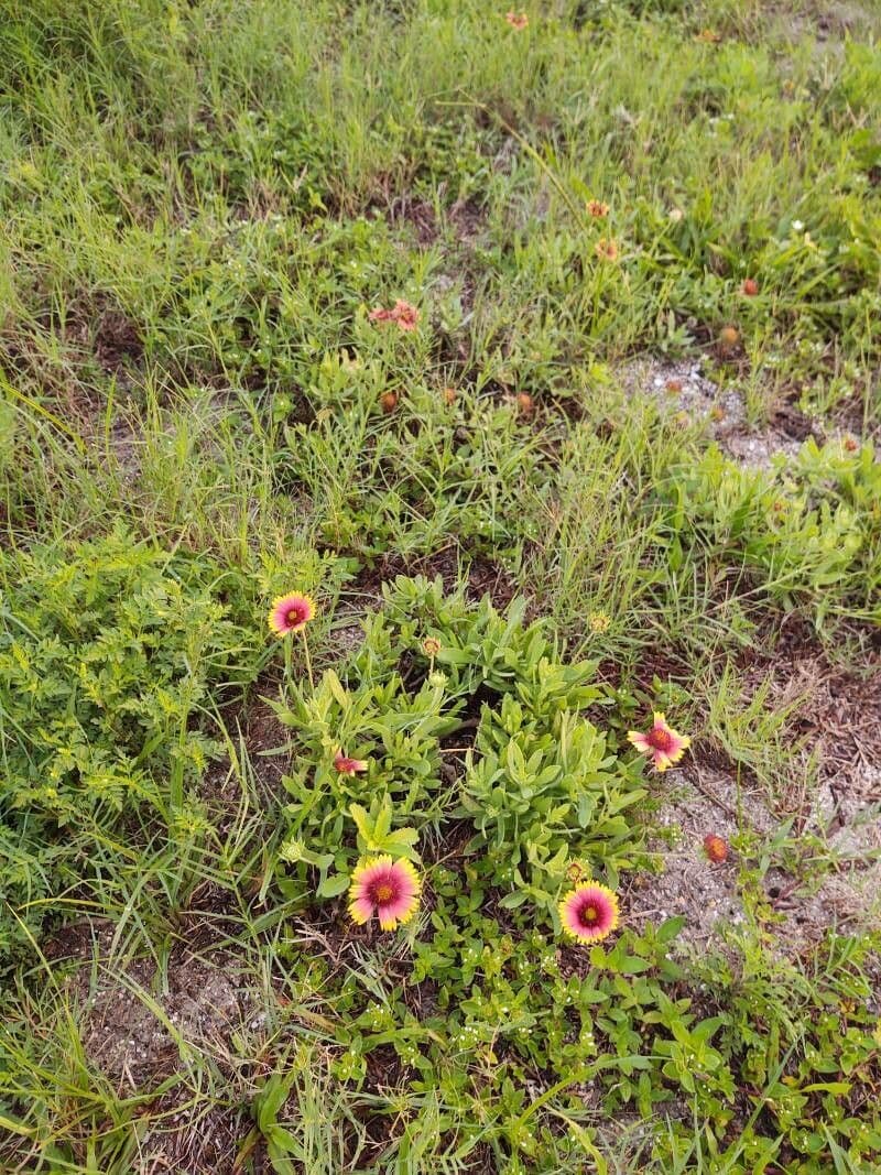 Gaillardia 12