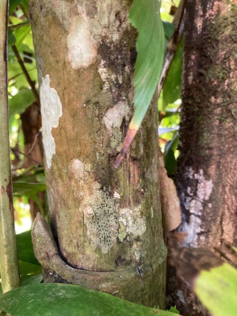 Palmier queue de poisson 21