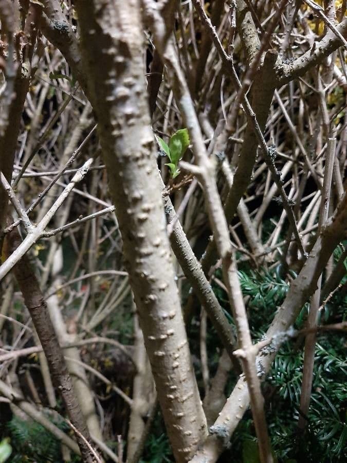Forsythia pendula 21