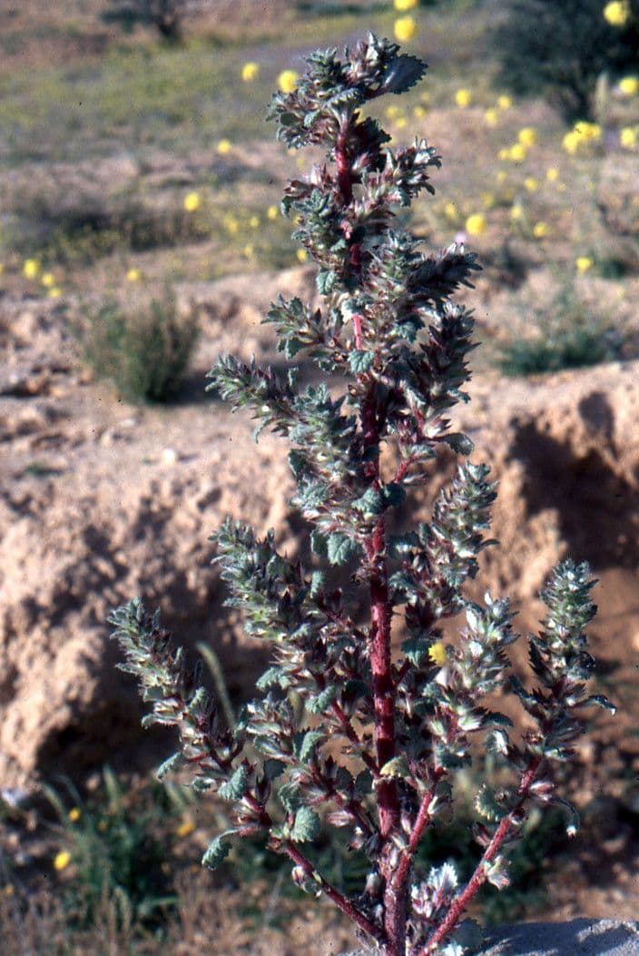 Forsskaolea 11