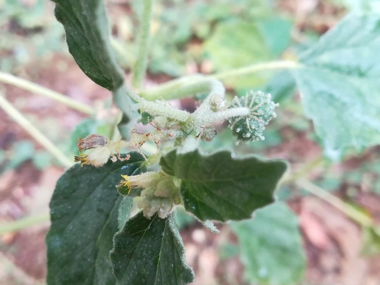 Chrozofora 9