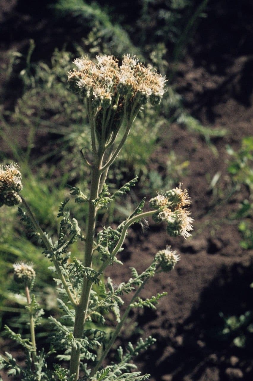 Neumexikanische Phacelia 4