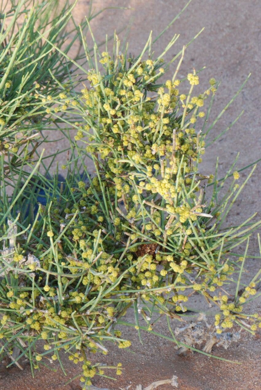Efedra 8