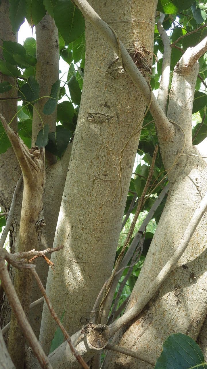 Cordia myxa 19