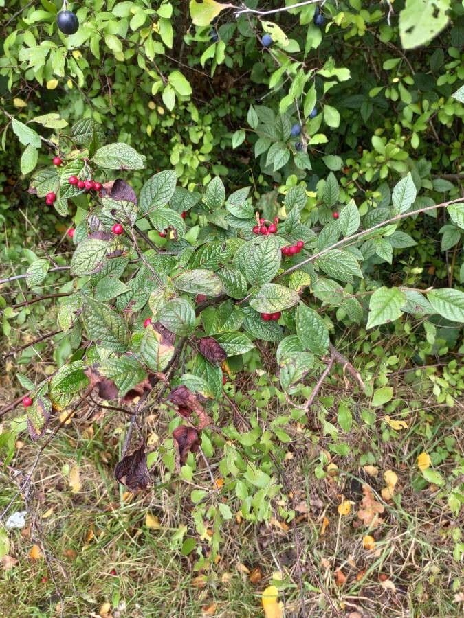 Cotonéaster 12