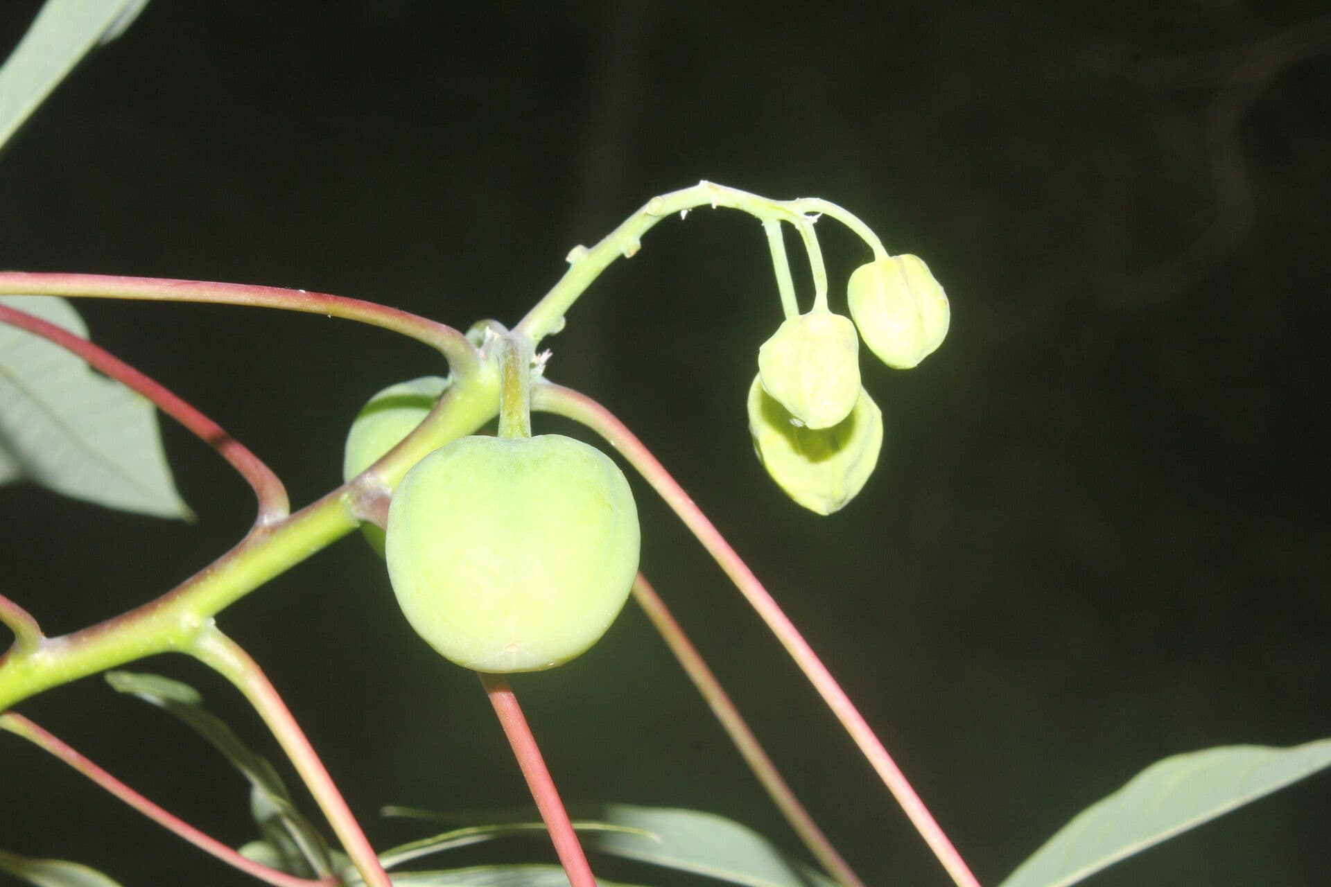 Manihot aesculifolia 3