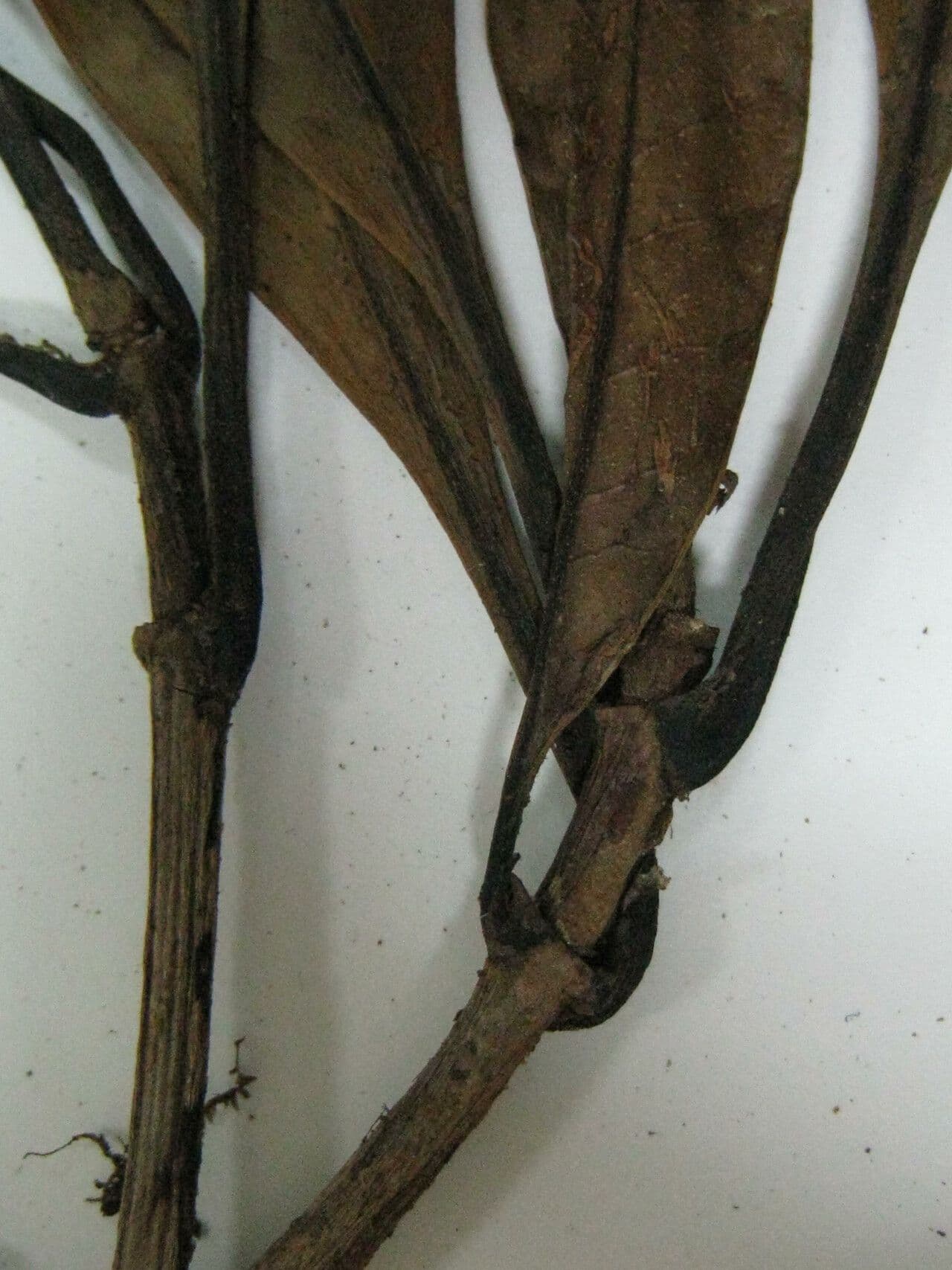 Byrsonima 2