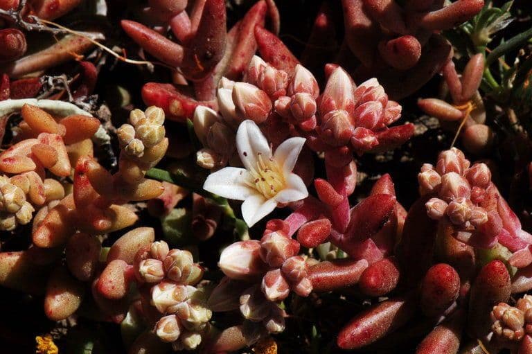 Dudleya 7