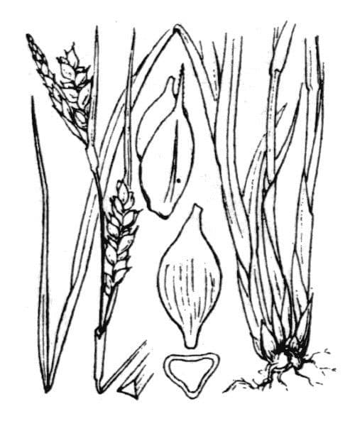 Olbius Segge 23