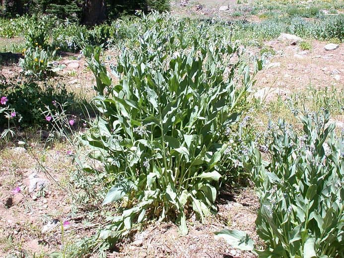 Mertensia ciliata 6
