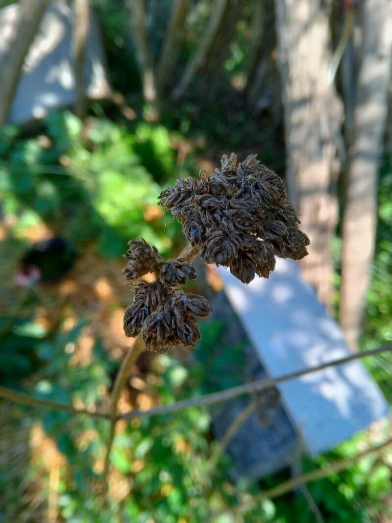 Verbena di Buenos Aires