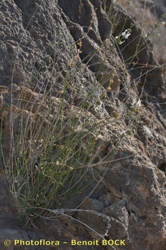 Sideritis 4