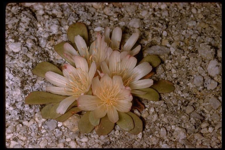 Lewisia 4