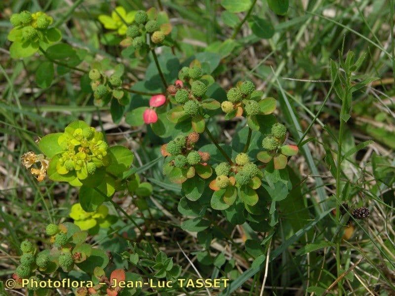 Euforbia bionda 27