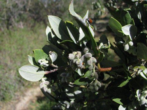 Garrya veatchii