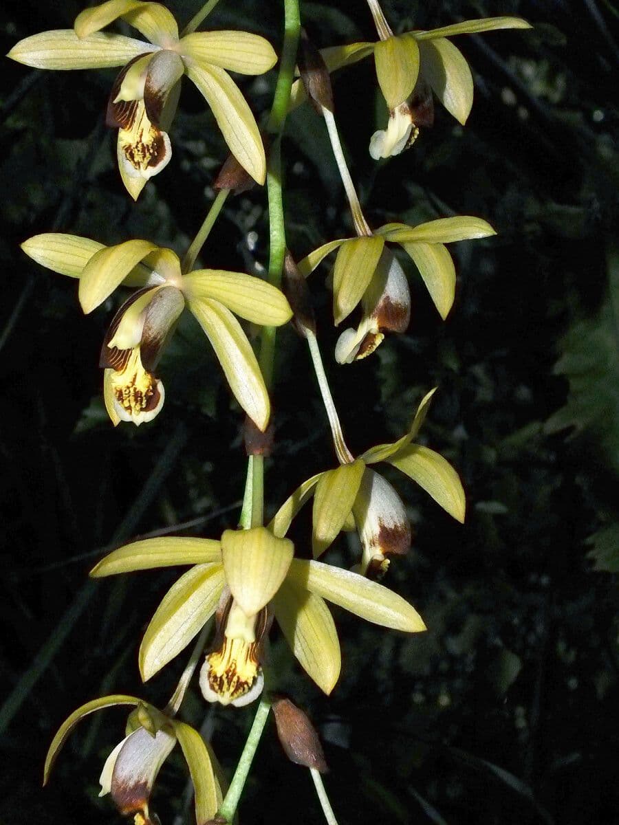 Coelogyne 5