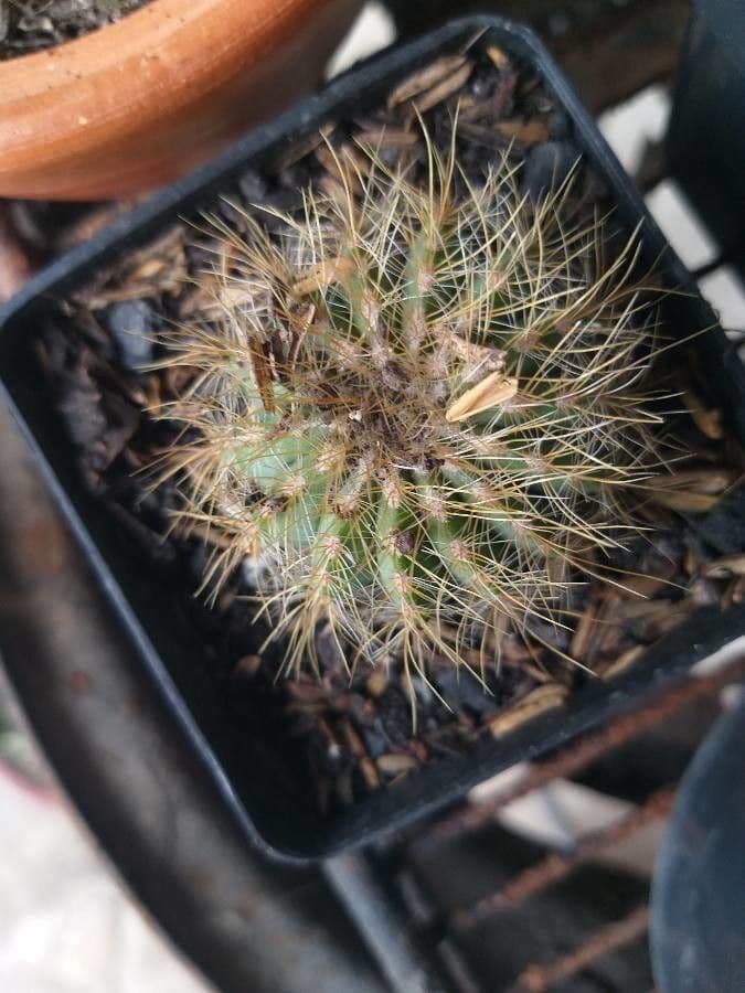 Parodia 21