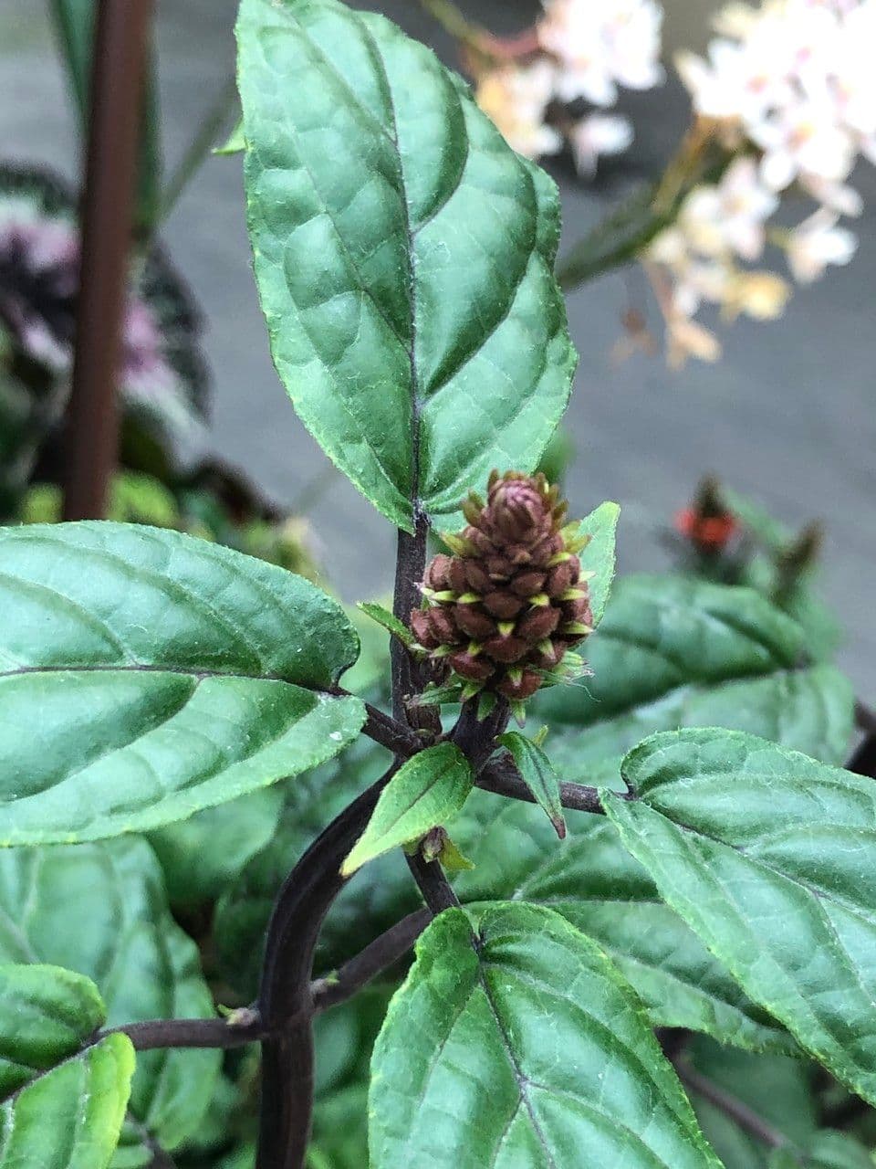Scutellaria 3