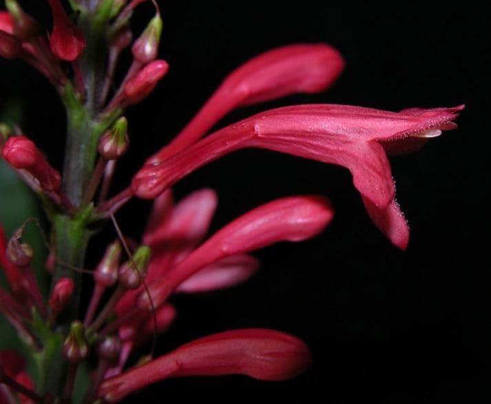 Odontonema tubaeforme