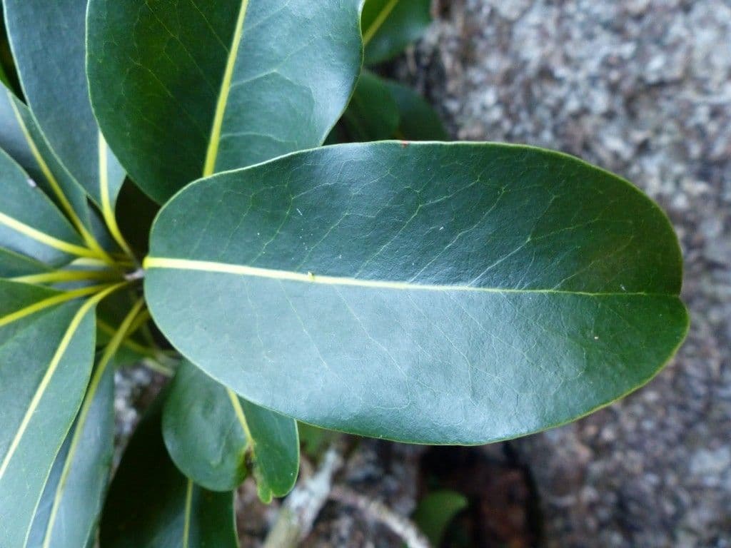 Pichonia 11