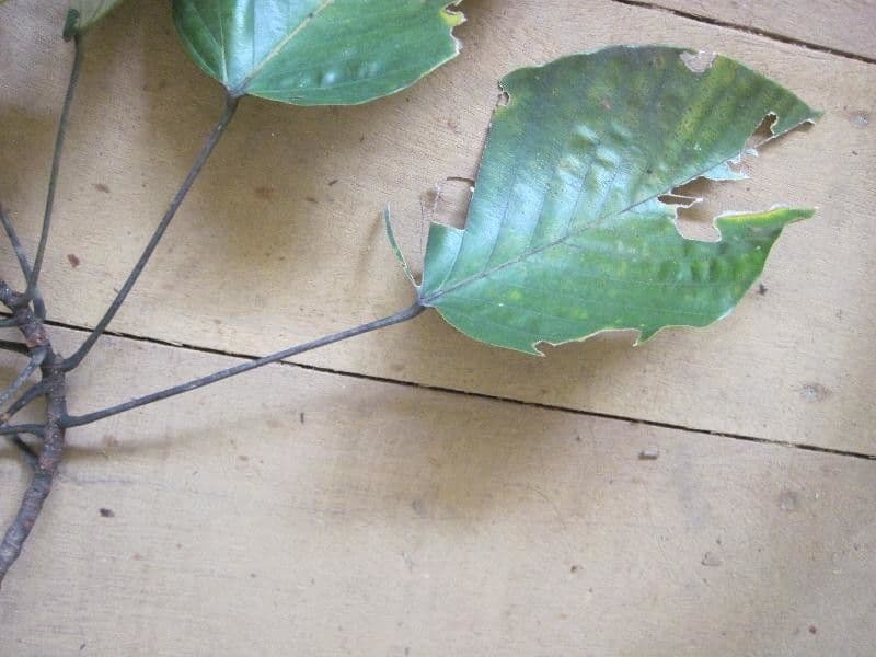 Pourouma