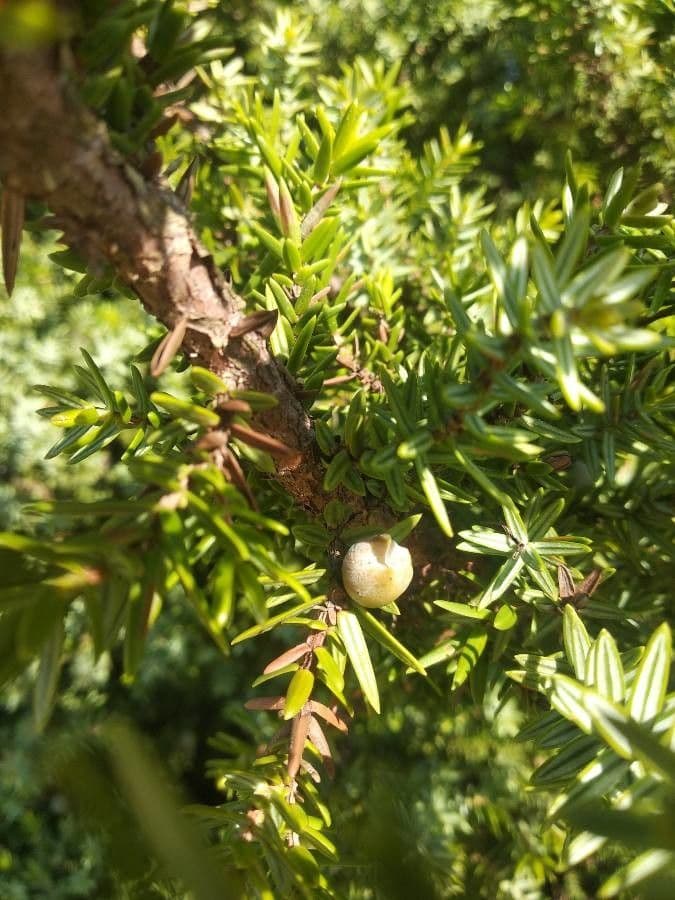 Ginepro macrocarpo 6