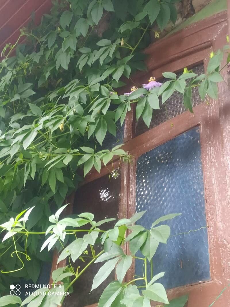 Passiflora 10
