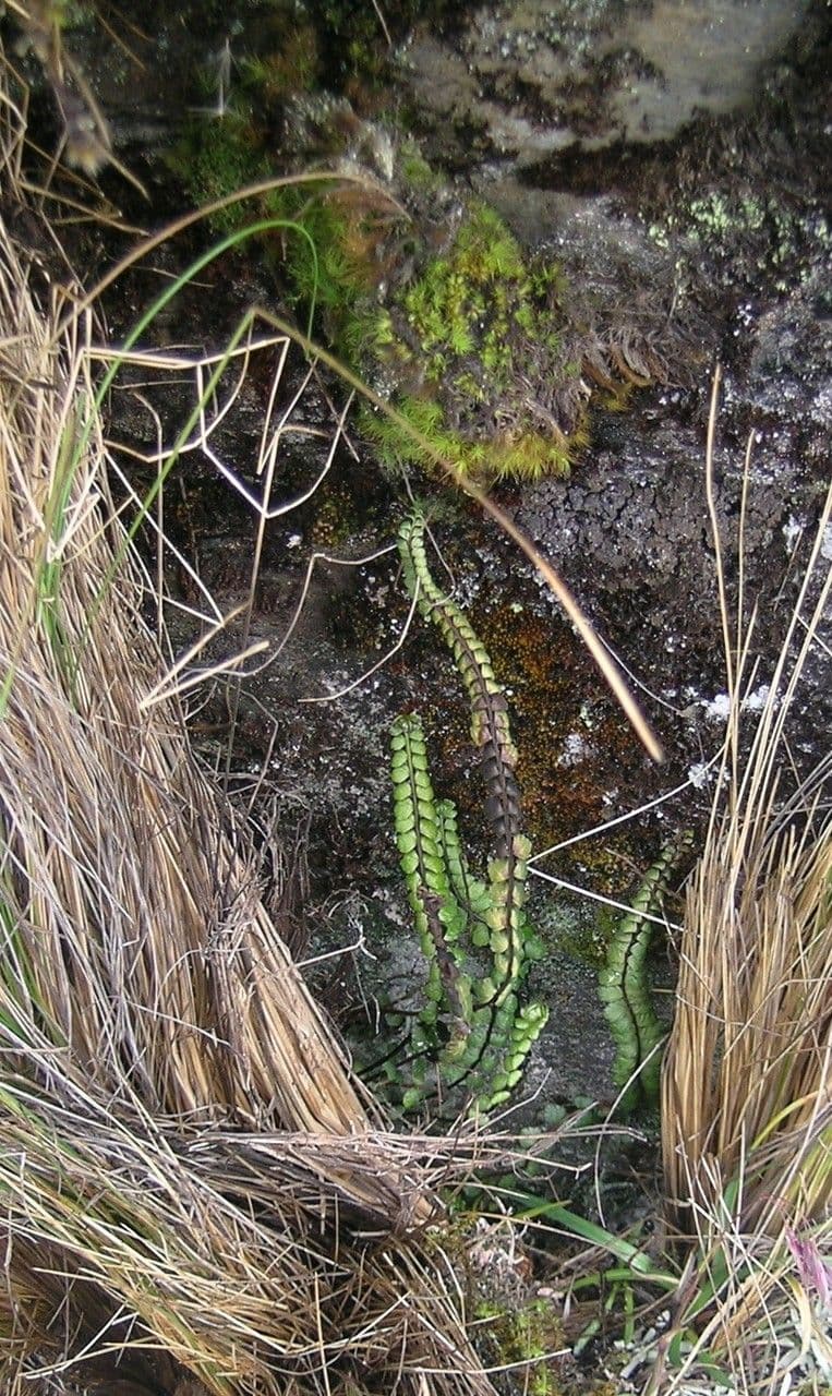 Asplénium
