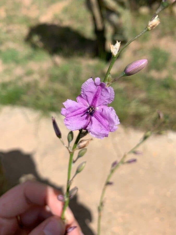 Dichopogon strictus 4