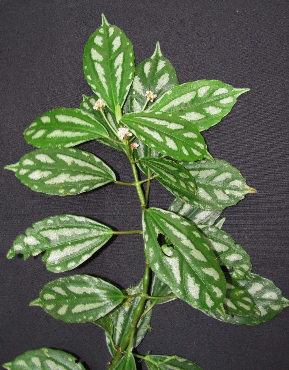 Pilea 23