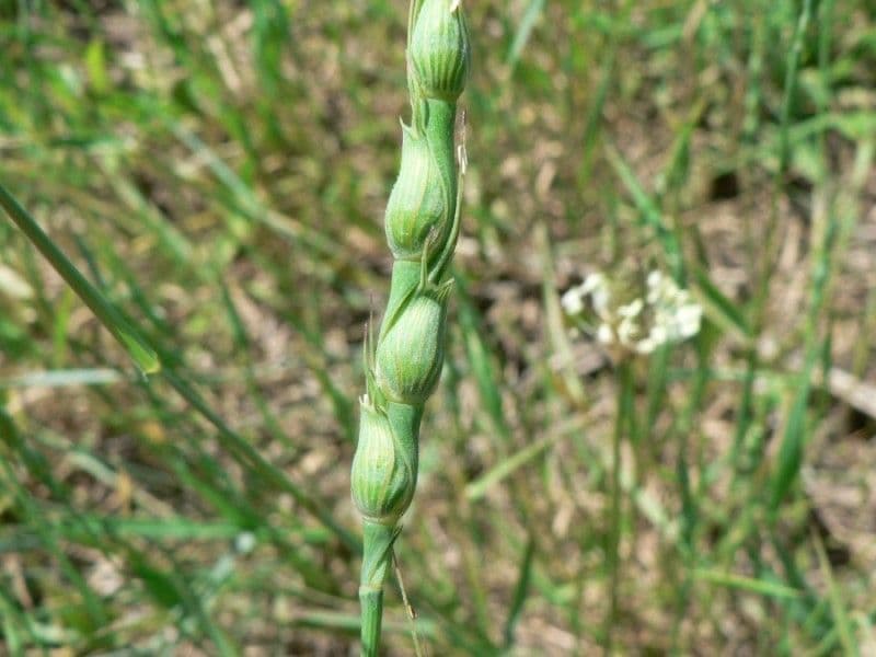 Aegilops ventricosa 21