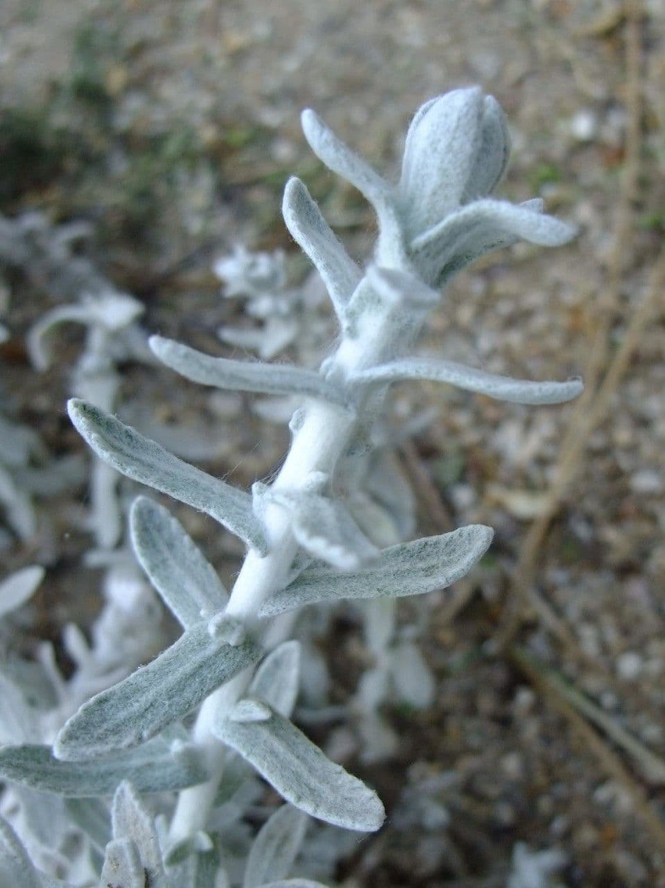 Achillea marittima 25