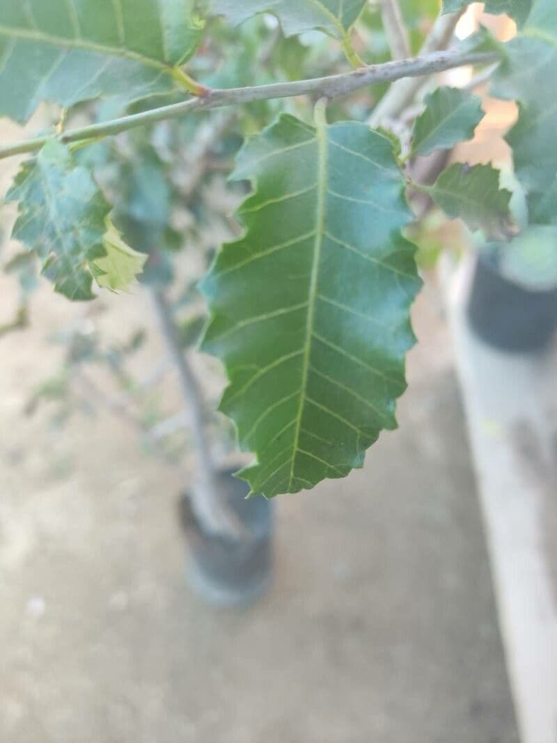 Schinus 6