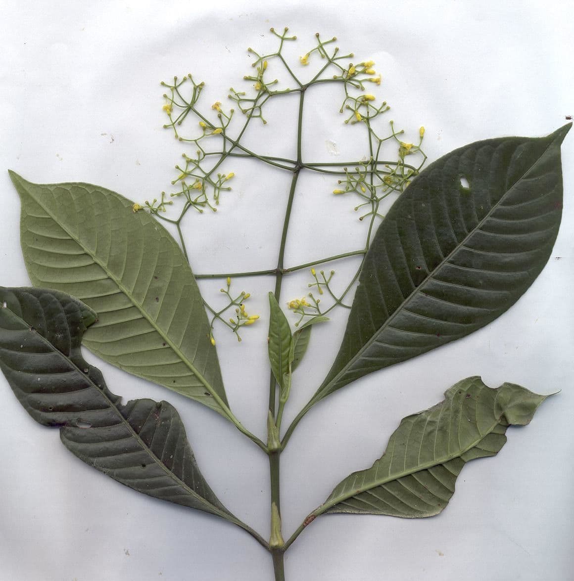 Psychotria 16