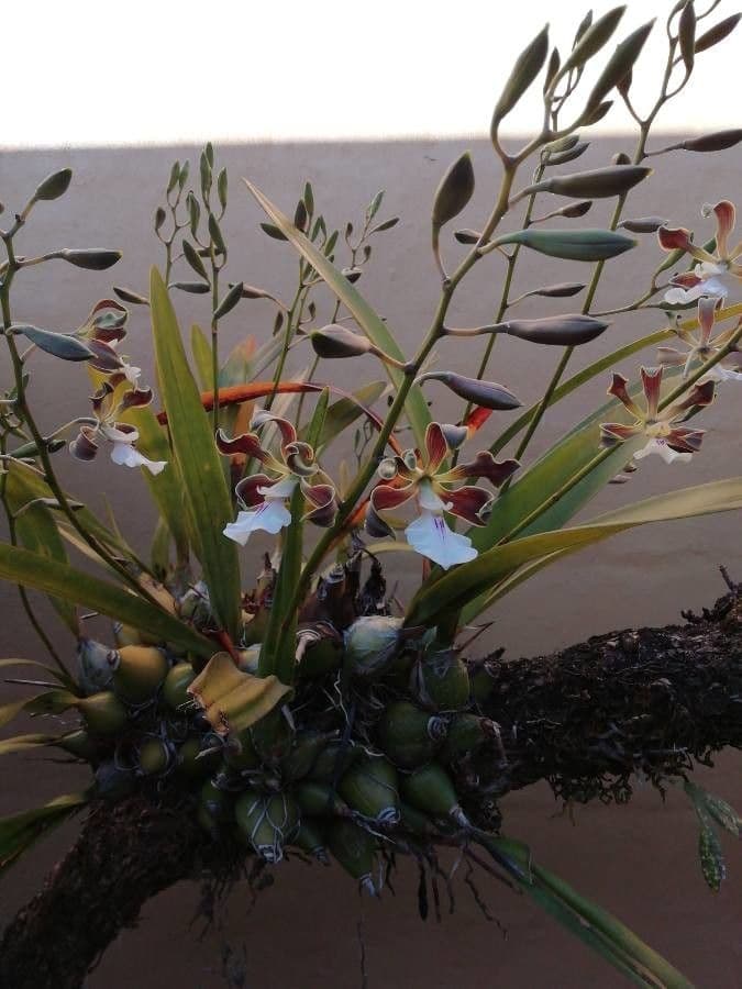 Encyclia 4
