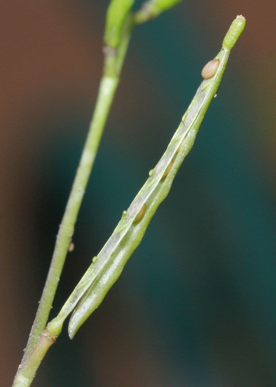 Erba moscatella 4