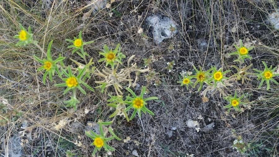 Asteriscus acquatico 20