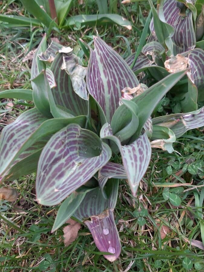 Tulipano 9