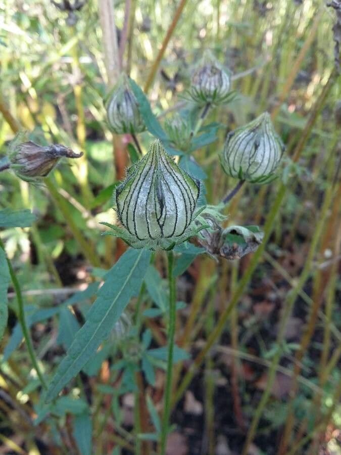 Garten-Eibisch 5