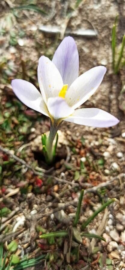 Crocus 5