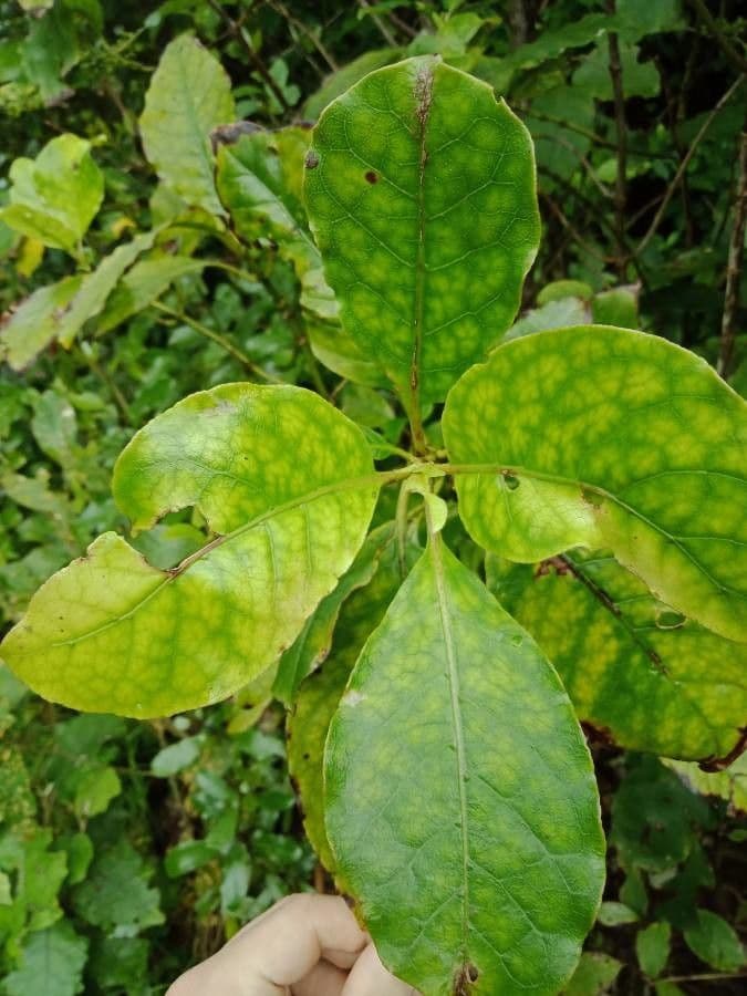 Coprosma robusta 4