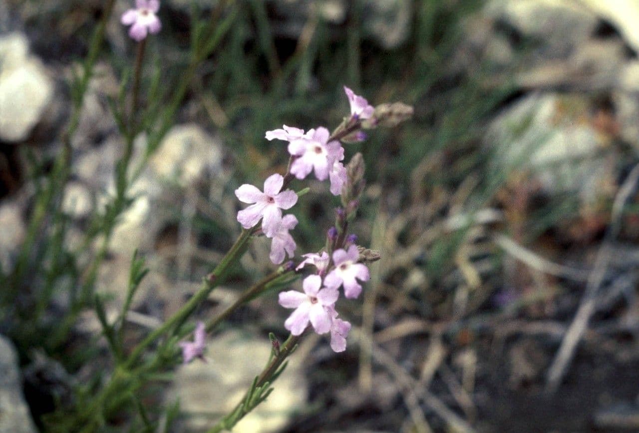 Verbena
