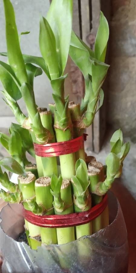 Dracena 16