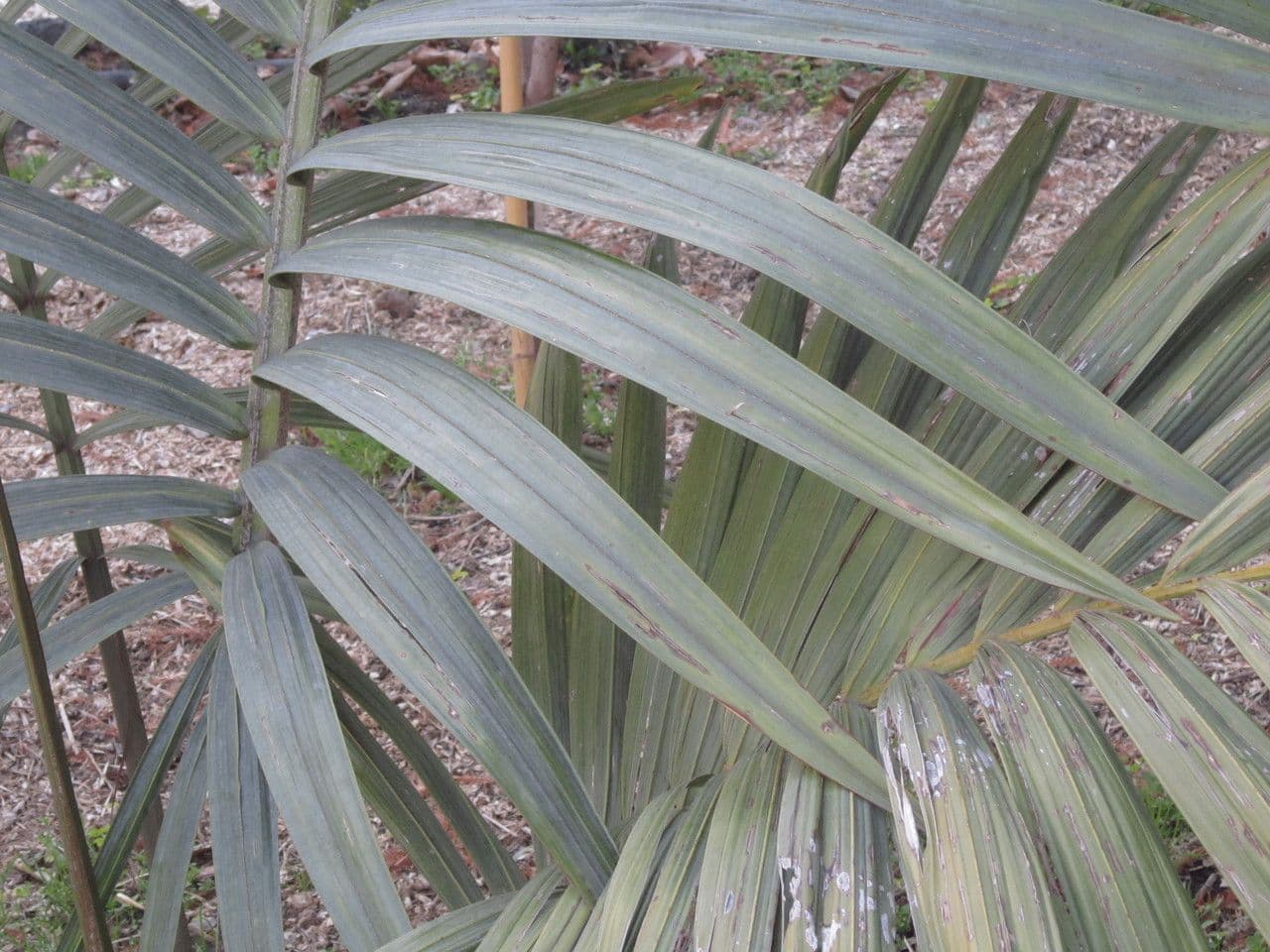Kentiopsis 16