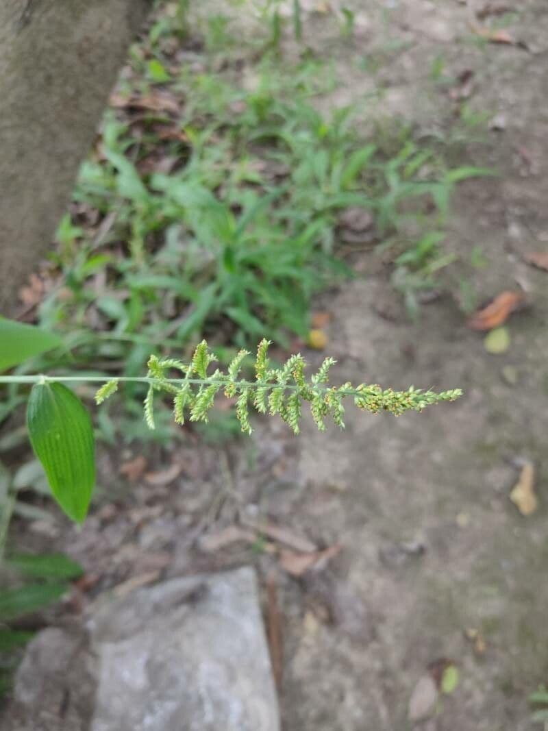 Setaria barbata 4