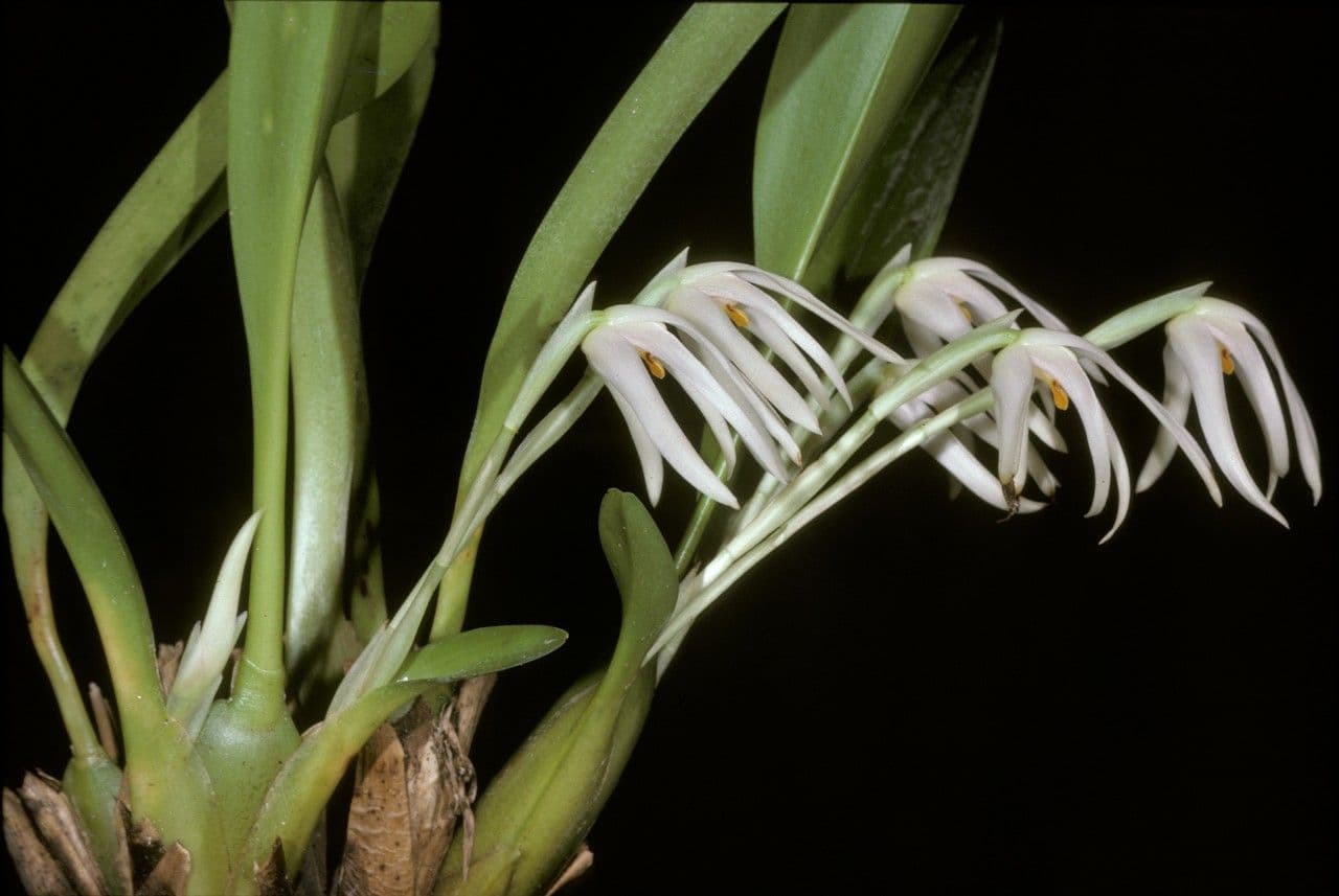 Maxillaria